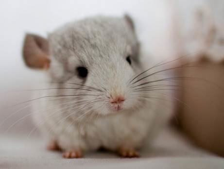 新手养龙猫全攻略