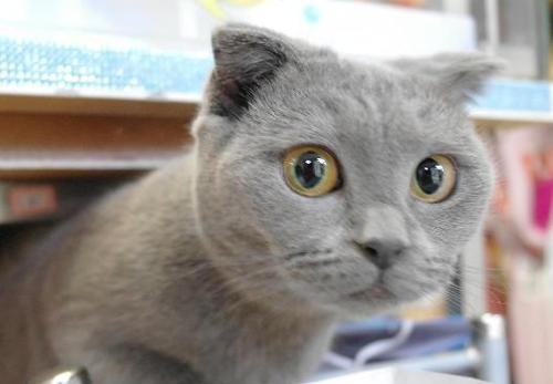 关于俄罗斯蓝猫你所不知道的