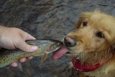 狗狗可以吃海鲜吗