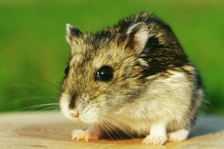 新手饲养仓鼠的8个禁忌事项