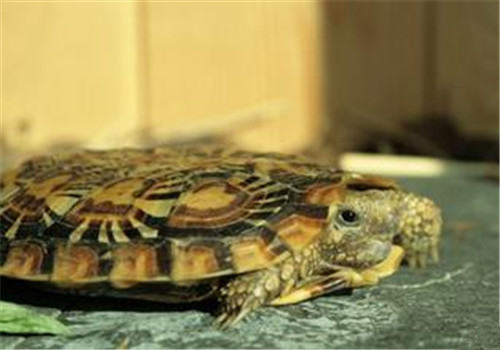 宠物龟摩根氏变形杆菌病的治疗