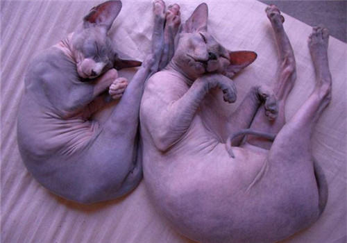 小猫体重与年龄的关系