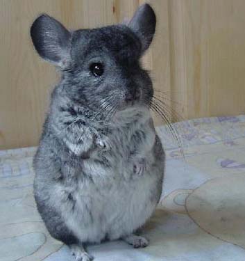 注意！！龙猫不能和什么动物一起养