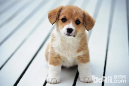 判断狗狗有没有吃饱的三个方法 判断狗狗有没有吃饱的三个方法