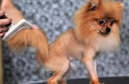 狗狗真菌感染皮肤病怎么治疗? 狗狗真菌感染皮肤病怎么治疗?