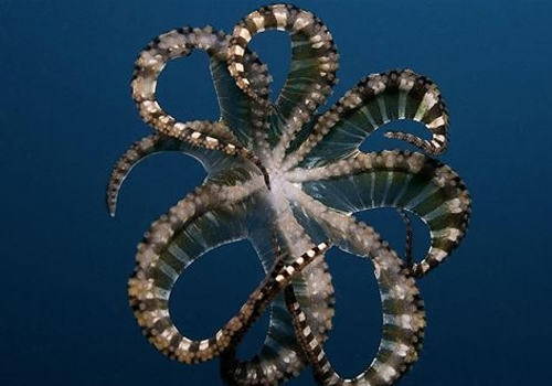 说说一些动物的冷知识