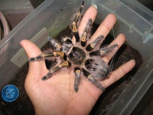 巴西巨人金直间的外形特点 巴西巨人金直间的外形特点