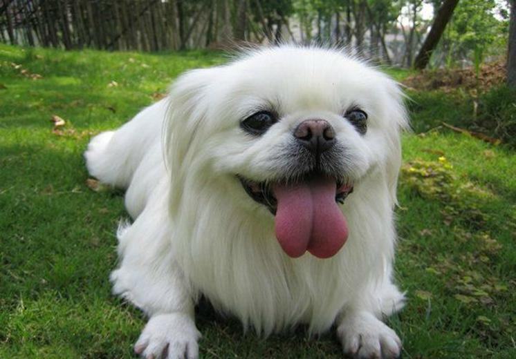 超可信驱虫药怎么样？铲屎官经验分享~