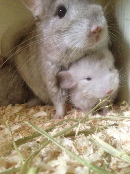 龙猫需常备哪些药物
