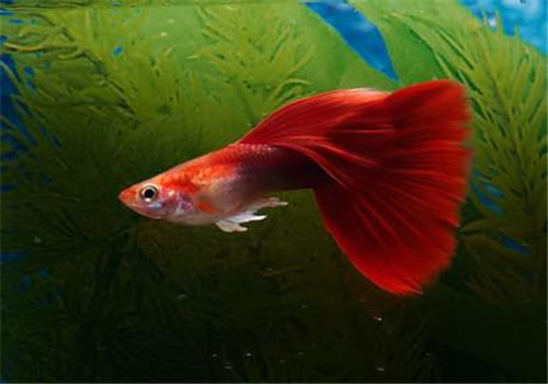 水族箱中蛋白虫的两种灭除方法