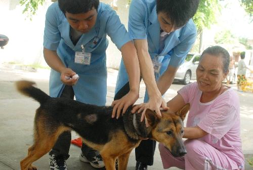 准妈妈也能接种狂犬疫苗了