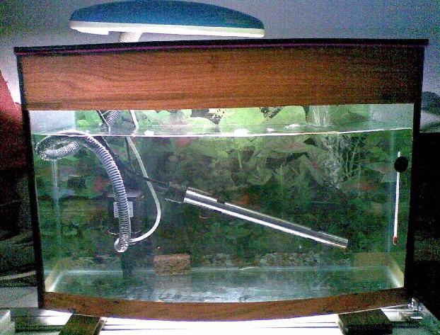 闯缸鱼有什么作用 闯缸鱼有什么作用