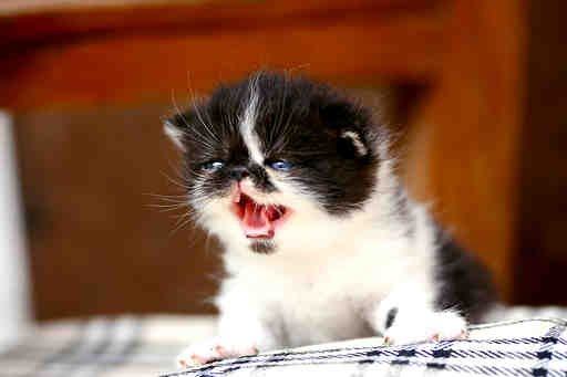 猫猫换牙时期需要留意