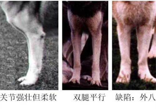 哈士奇的标准是什么