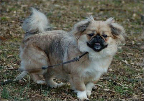 西藏猎犬的语言