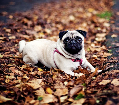 狗狗健康饮食有什么秘诀