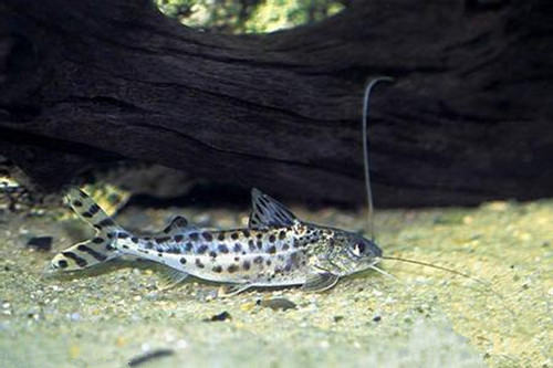 豹斑脂鲶的品种介绍