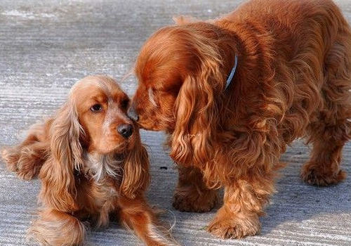 可卡犬吃什么狗粮