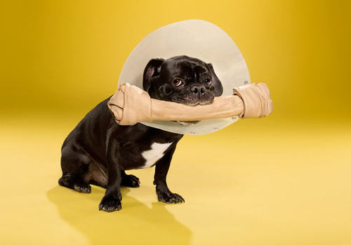 狗狗眼部外伤的处理方法