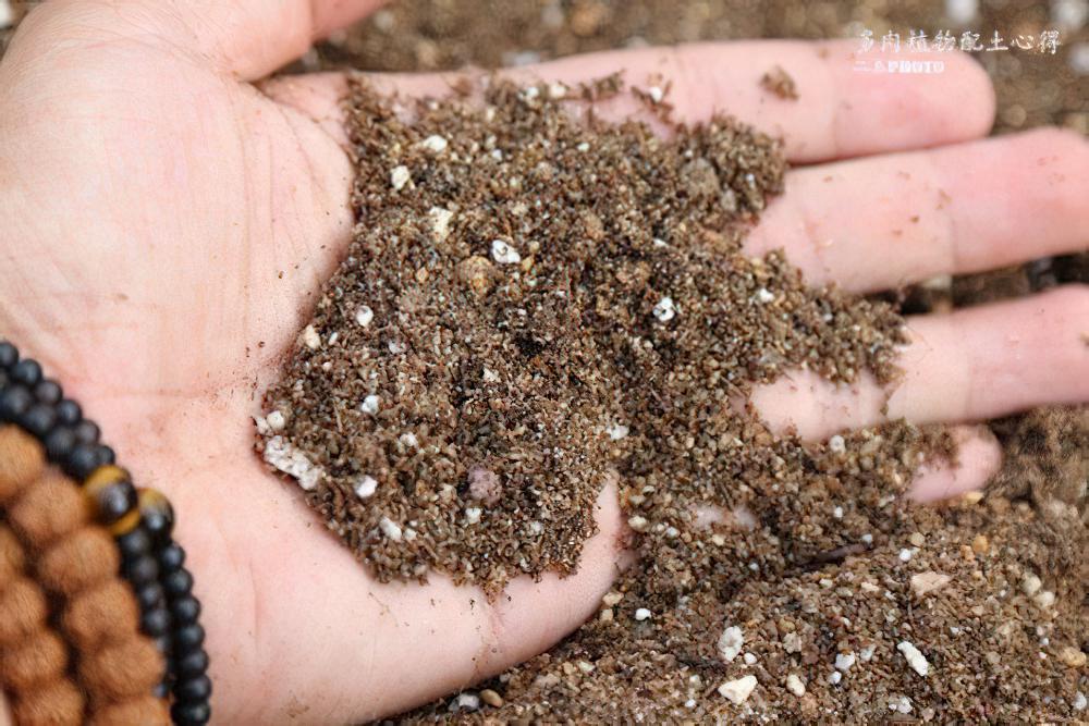 多肉达人二木的配土秘方，充分诠释了粗砂在配土中的重要性