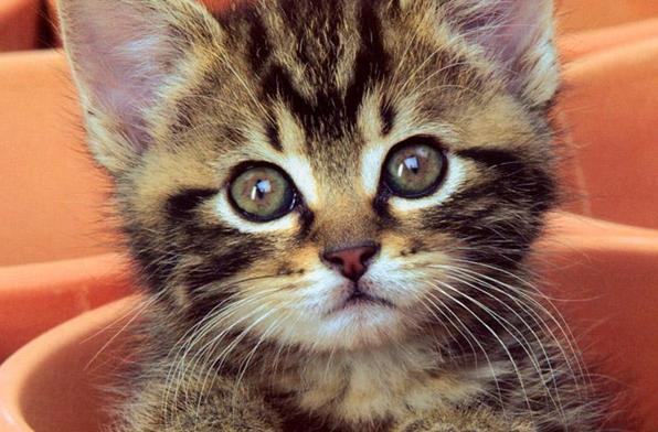 如何给幼猫补充营养