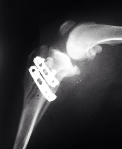 松狮犬膝关节手术与麻醉意外应急处理