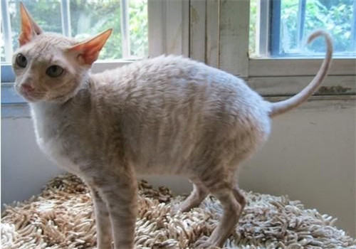 教会柯尼斯卷毛猫与其他动物相处