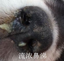 犬瘟细小那点事