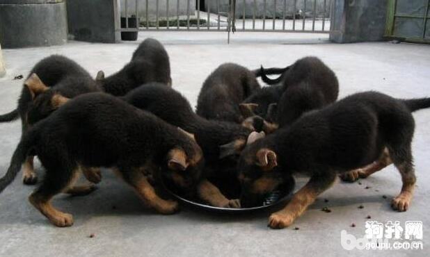 如何喂养幼犬 不同时期喂养方式不同 如何喂养幼犬 不同时期喂养方式不同
