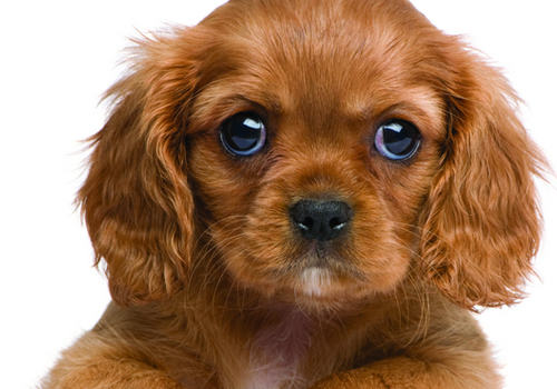 狗狗有哪些作用