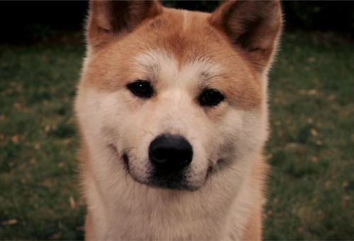 怎样正确喂养秋田犬