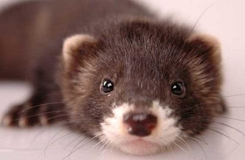 安格鲁宠物貂多少钱?安格鲁宠物貂价格 安格鲁宠物貂多少钱?安格鲁宠物貂价格