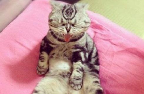 猫的皮肤病有哪些？猫皮肤病怎么治疗？