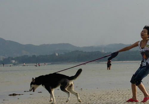 人遛狗还是狗遛人？