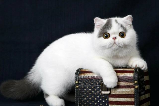 加菲猫（异国短毛猫）什么价格？