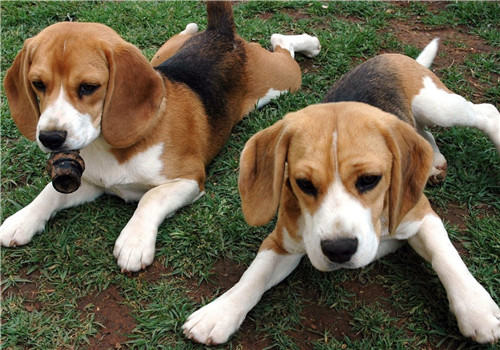 狗狗挑食会影响主人的生活质量