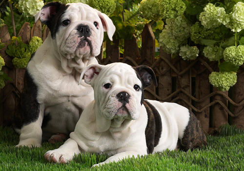 哪些问题表明狗狗可能有糖尿病