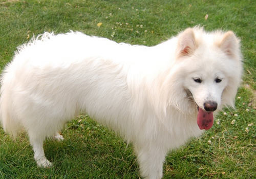 狗狗吃什么狗粮有助于改善泪痕