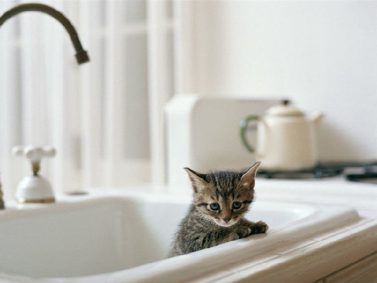 关于猫咪猫砂使用的注意事项有哪些