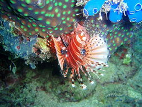 短须狮子鱼的饲养环境