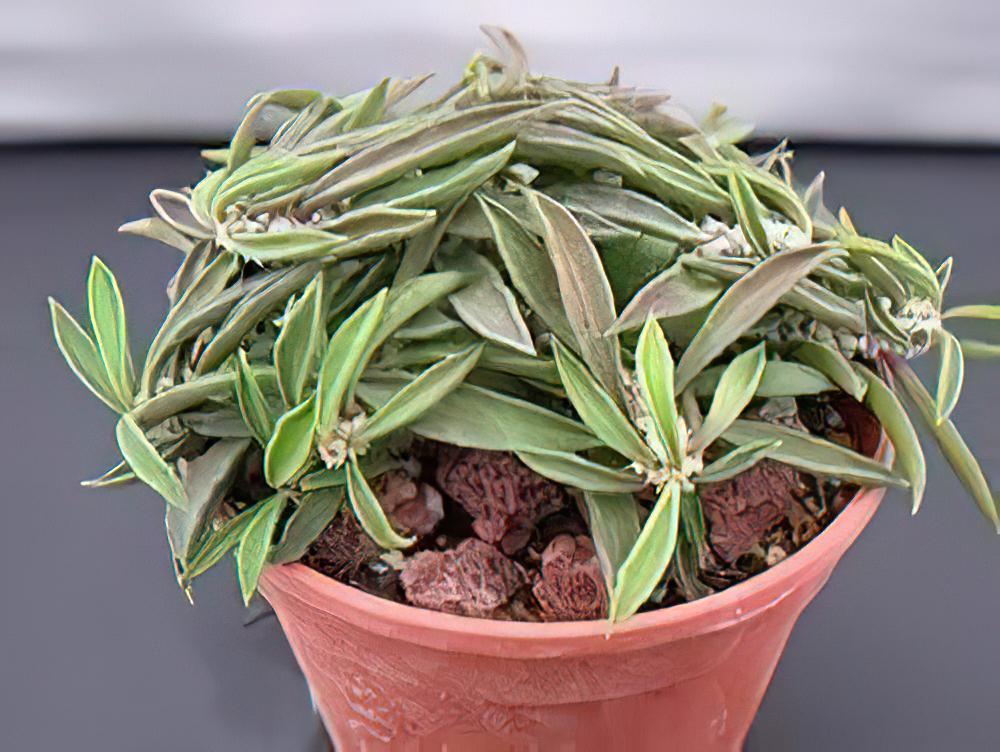 皺葉麒麟的栽培与管理(图)