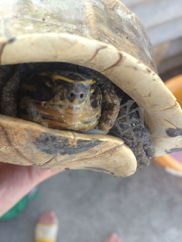 一例安布闭壳龟的口吐白沫、严重腐甲治疗报告 一例安布闭壳龟的口吐白沫、严重腐甲治疗报告