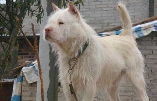 下司犬会咬人吗？下司犬怎么挑选？