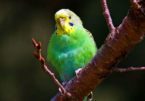 怎么和虎皮鹦鹉进行接触训练