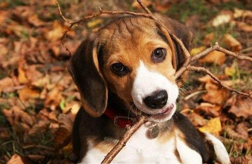 哪些东西比格犬不能吃？