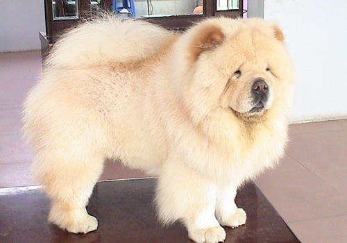 怎么养好松狮犬