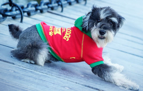 解析狗狗独特的生理习性