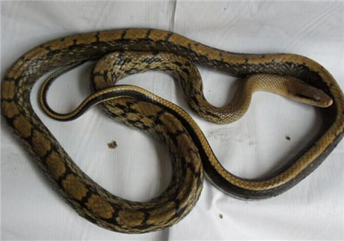 黑眉锦蛇的形态特征