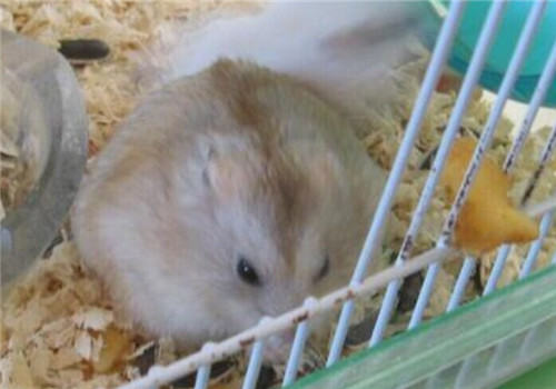 仓鼠拉肚子怎么办