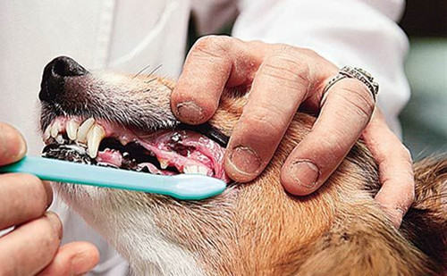 不容忽视的狗狗口臭问题